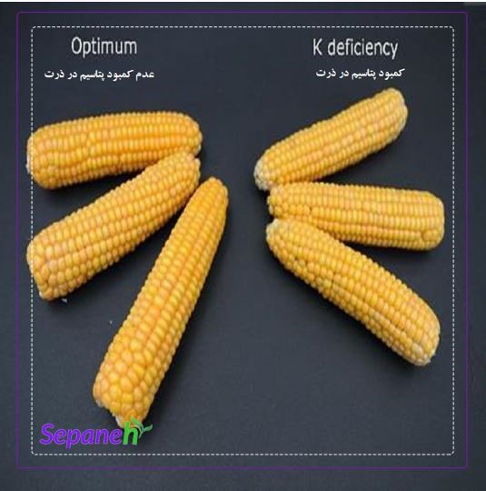 کمبود پتاسیم در ذرت 